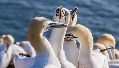 九游娱乐APP-战队战术创新助力夺冠，创新战队名字