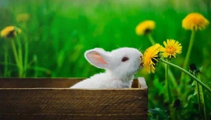 九游游戏中心官网-杨瀚森多次封盖对手成为内线防守核心，杨翰林简介