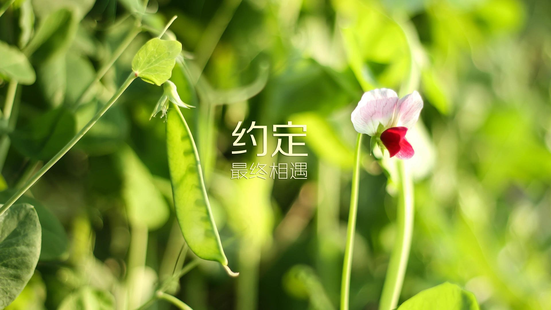 中国青少年篮球课程体系优化研究，中国青少年篮球训练教学大纲(2013版)