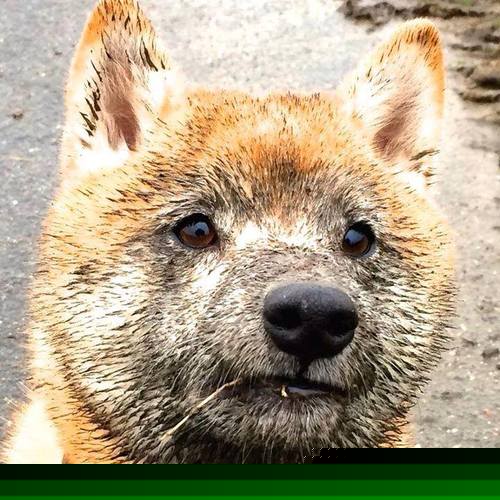 德国队在国际乒联混合团体世界杯中的赛制优势与劣势,德国乒乓球赛结果