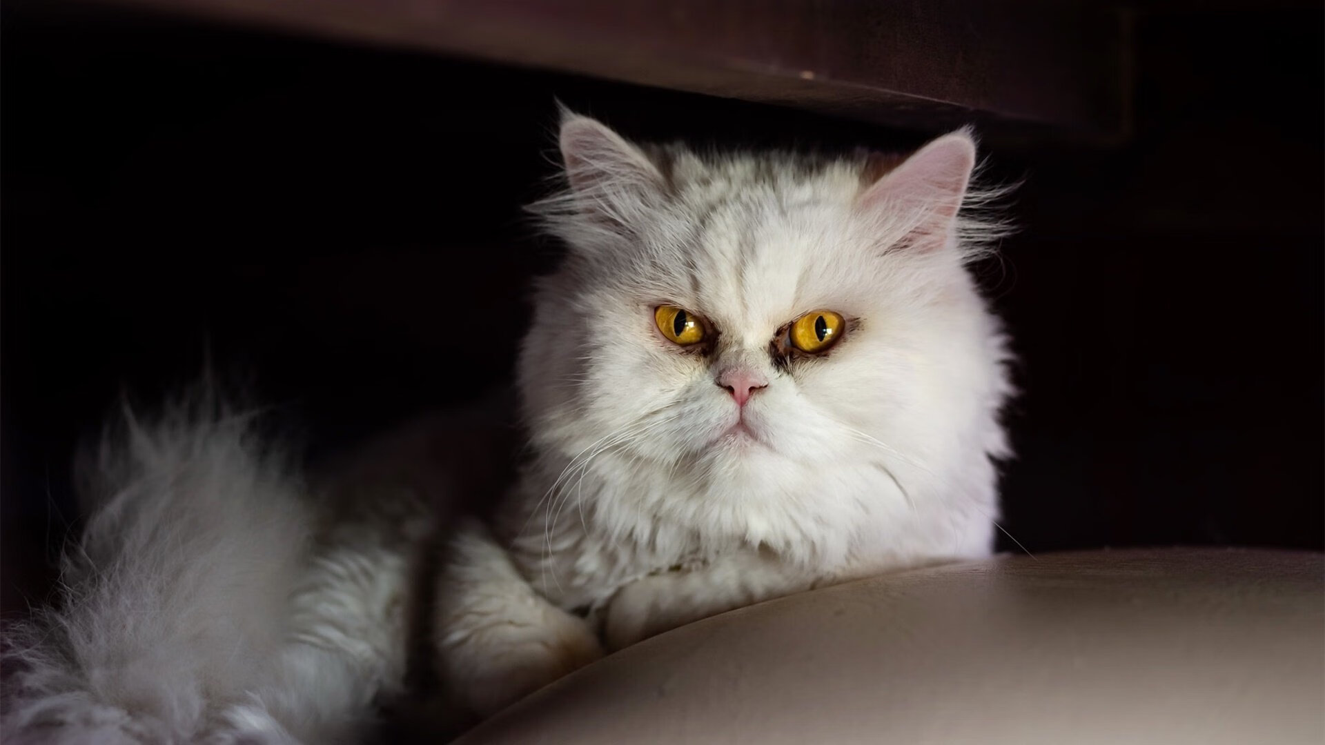 瑞典队突破极限,2024年混合团体世界杯赛场大展身手,瑞典国家队世界杯