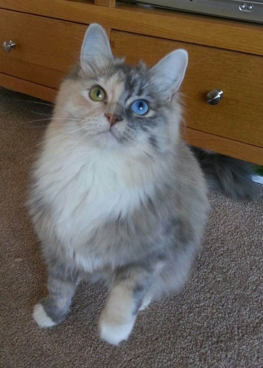 赫塔菲积极压迫扰乱对方组织,赫塔菲老板