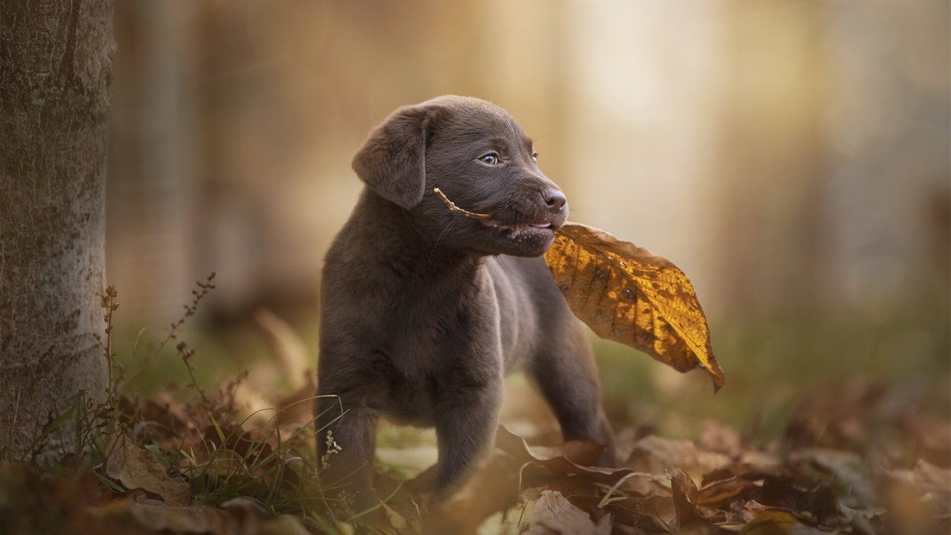 阿森纳全队默契度提升赢下硬仗,阿森纳队形
